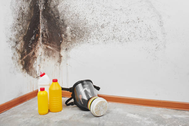 Best Crawl Space Mold Removal  in Big Lake, TX