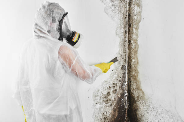 Best Mold Remediation  in Big Lake, TX