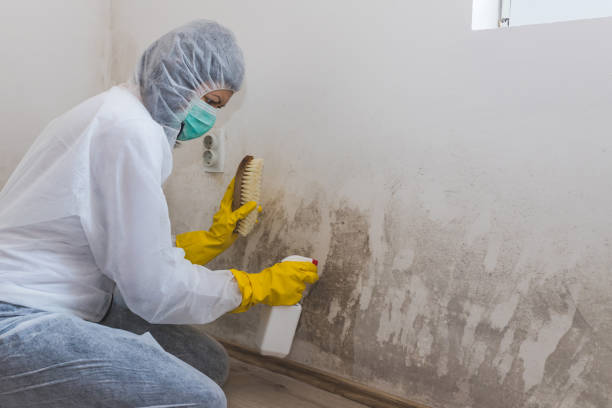 Best Best Mold Removal Companies  in Big Lake, TX