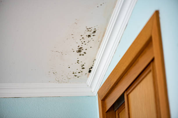 Best Black Mold Removal  in Big Lake, TX
