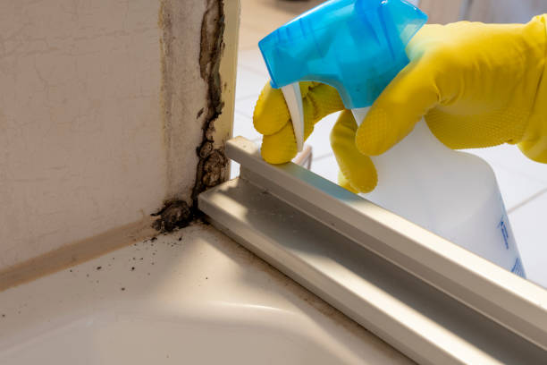 Best Mold Removal Company Near Me  in Big Lake, TX