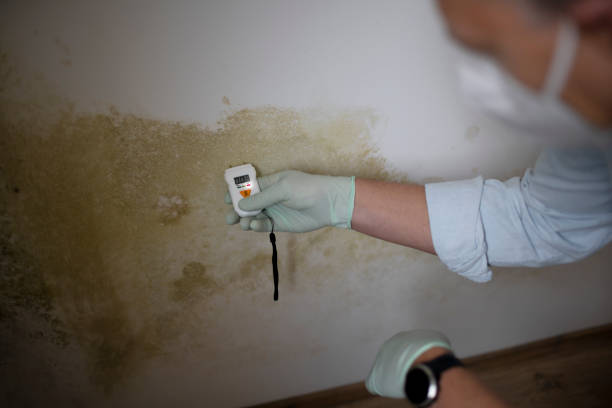 Home Mold Removal in Big Lake, TX