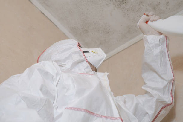 Best Fast Mold Removal  in Big Lake, TX
