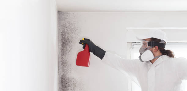 Best Professional Mold Removal  in Big Lake, TX