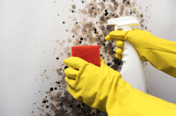 Trusted Big Lake, TX Mold Removal Experts