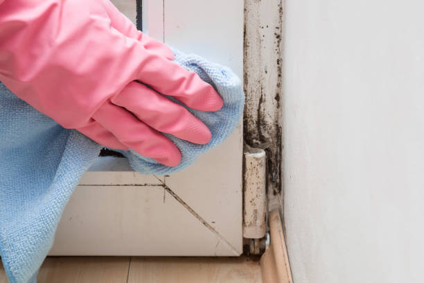 Best Commercial Mold Removal  in Big Lake, TX