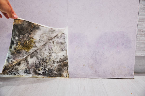 Best Mold Cleaning Services  in Big Lake, TX